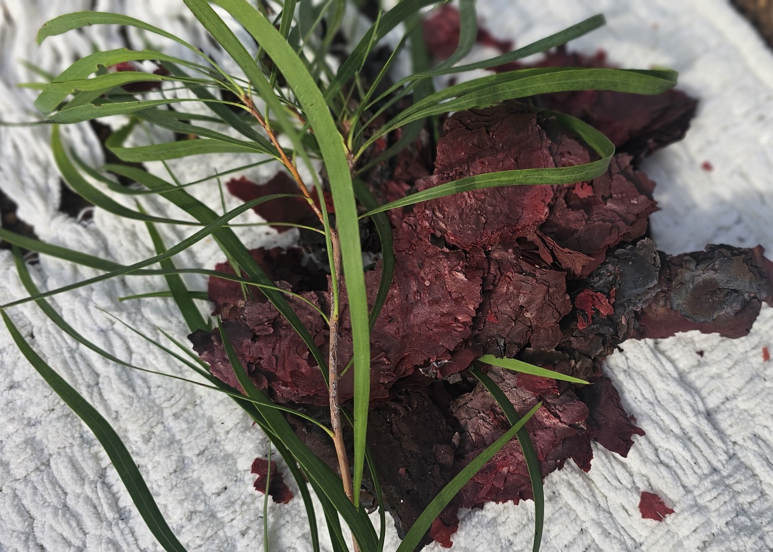 Native bush medicine leaves and ingredients prepared for infusion
